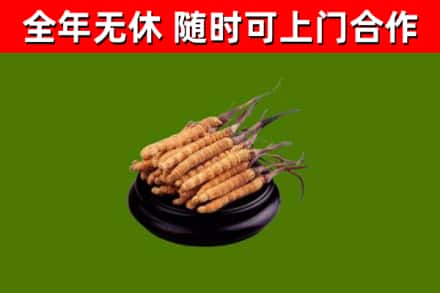大悟烟酒回收冬虫夏草.jpg